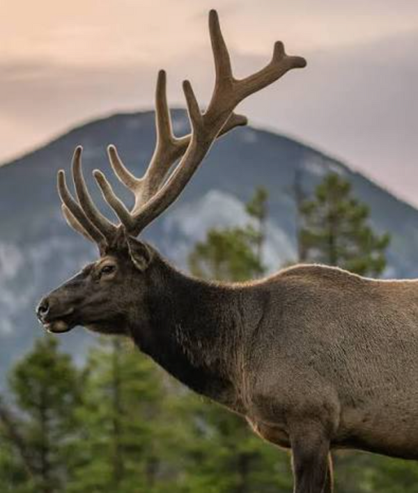 Hunting & Outdoors Phone Cases